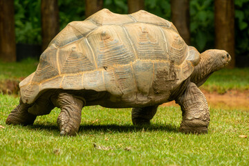 Jabuti-gigante-de aldraba ou tartaruga-gigante-de-aldabra, é uma espécie de réptil a segunda maior do mundo.