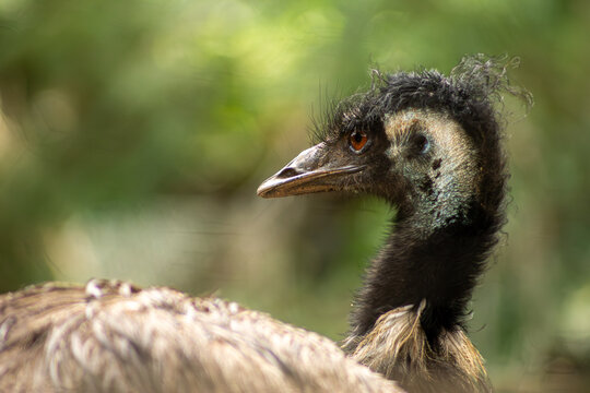 A ema-grande é uma espécie de ave incapaz de voar, nativa do leste da América do Sul.