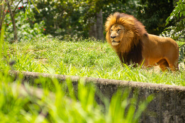 Leão de juba grande e amarela. 