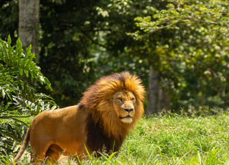 Leão de juba grande e amarela. 