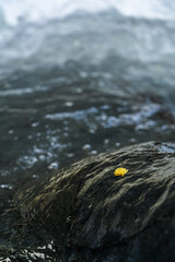 Yellow Leaf on Wet Rock by Flowing Water in Nature