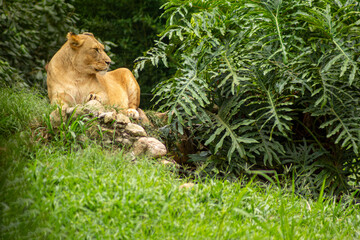 Obraz premium Leoa deitada sobre pedras na sombra de uma folhagem.