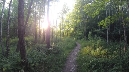 Fototapeta premium Sunlit Forest Path Through Lush Green Trees