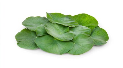 Fototapeta premium Fresh Green Leaves Arrangement on White Background for Nature Themes