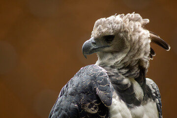 Harpia, Gavião-de-penacho ou gavião real ave de penacho na cabeça característica da espécie. 