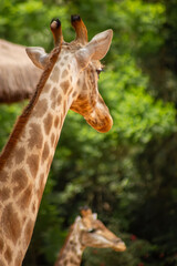 As girafas são mamíferos nativos do continente africano.   São animais herbívoros, bem altos que tem um padrão de coloração, com manchas marrons características.
