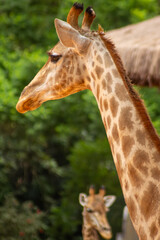 As girafas são mamíferos nativos do continente africano.   São animais herbívoros, bem altos que tem um padrão de coloração, com manchas marrons características.