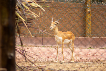 A impala  vive em grandes manadas nas savanas e é especialmente comum no sul da África. 