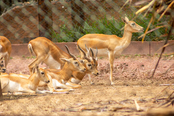 A impala  vive em grandes manadas nas savanas e é especialmente comum no sul da África. 