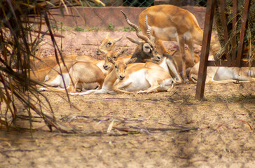 A impala  vive em grandes manadas nas savanas e é especialmente comum no sul da África. 