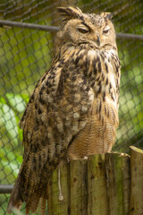 A corujão-orelhudo trata-se da maior ave de rapina noturna do Brasil. São encontradas também em todo o continente americano. 