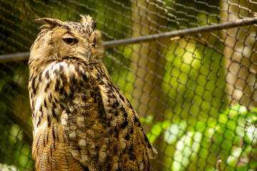 A corujão-orelhudo trata-se da maior ave de rapina noturna do Brasil. São encontradas também em...