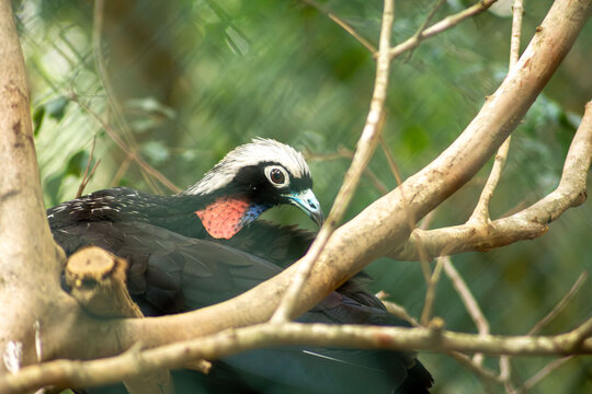 Aves, p&aacute;ssaros e animais da fauna brasileira. 