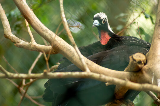 Aves, p&aacute;ssaros e animais da fauna brasileira. 