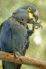 A arara-azul, ou arara-azul-grande, é uma espécie de ave, encontrada na fauna brasileira.  