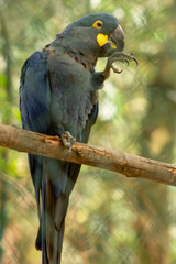A arara-azul, ou arara-azul-grande, é uma espécie de ave, encontrada na fauna brasileira.  