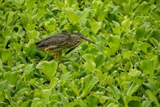 Aves, p&aacute;ssaros e animais da fauna brasileira. 