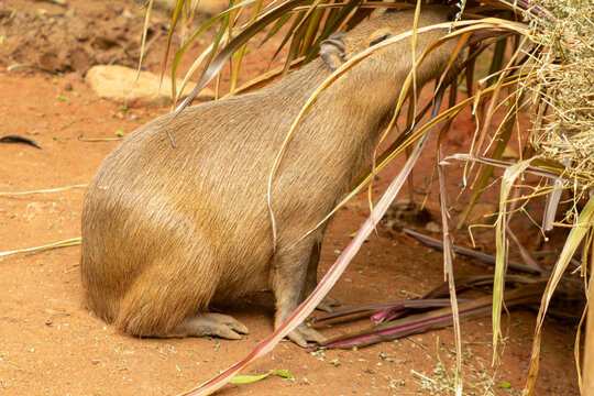 Capivara se alimentando de folhas. 