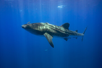 Naklejka premium Whale shark swimming in clear blue ocean water, St Helena Island
