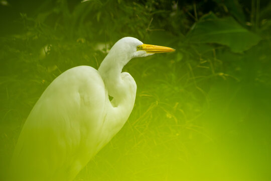 A gar&ccedil;a-branca-grande, tamb&eacute;m conhecida como gar&ccedil;a-branca-grande ou gar&ccedil;a-branca-grande &eacute; uma esp&eacute;cie de ave encontrada na fauna brasileira. 