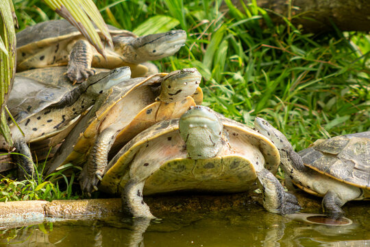 Cagados e tartarugas em gramado as margens de uma lago. 
