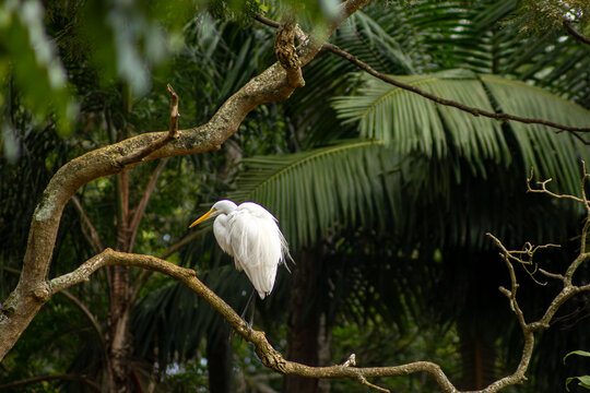 A gar&ccedil;a-branca-grande, tamb&eacute;m conhecida como gar&ccedil;a-branca-grande ou gar&ccedil;a-branca-grande &eacute; uma esp&eacute;cie de ave encontrada na fauna brasileira. 