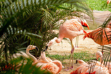 Flamingos em cativeiro com suas pernas compridas, bico curvado e suas penas na cor rosa.