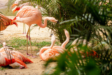 Flamingos em cativeiro com suas pernas compridas, bico curvado e suas penas na cor rosa.