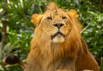 Cabeça de leão com juba peluda. 