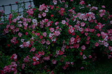 pink flowers in a garden