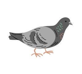 City bird pigeon. Flying feathered. Animals, nature and ornithology. Cartoon vector illustration isolated on white background