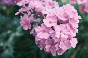 pink flowers with a blurred background