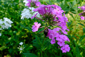 purple flowers in the garden