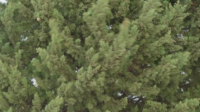 Trees Swaying in Strong Winds Under Sky During Extreme Weather Conditions in Slow Motion