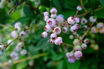 Unripe Blueberries on the branch