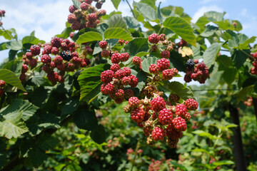 Close-up of ripe red and black blackberries on a bush, surrounded by lush green leaves under a bright sky. Perfect for nature, gardening, and farm-to-table themes, highlighting fresh fruit.