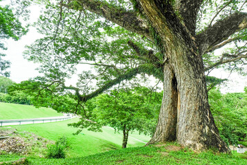 Large tree of the green forest lawn,The trees in the park are planted to provide shade for those who are vacationing or exercising in the fresh air in On sunny days,Nature landscape.