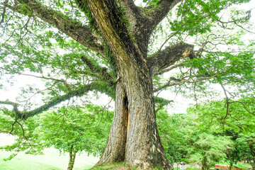 Fototapeta premium Large tree of the green forest lawn,The trees in the park are planted to provide shade for those who are vacationing or exercising in the fresh air in On sunny days,Nature landscape.