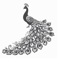 Fototapeta premium peacock vector file