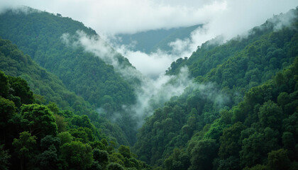 Foggy Rainforest with lush green forests