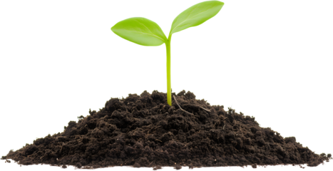 The Beginning of Life: Soil and Sprouts