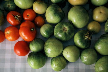 unripe green homemade tomatoes are on the table. Ripening tomatoes indoors at home