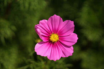 Obraz premium Pink Cosmea Flower close-up