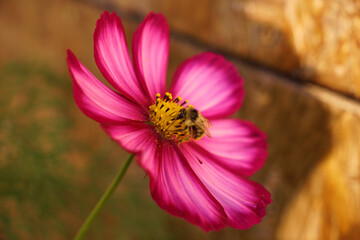 Obraz premium Close-up of a large striped bee collecting pollen from pink Cosmos flowers. Close-up of a bee on a flower