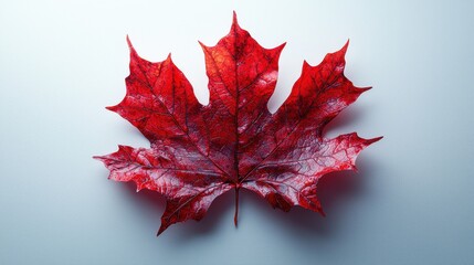 A vibrant red maple leaf displayed against a light background.