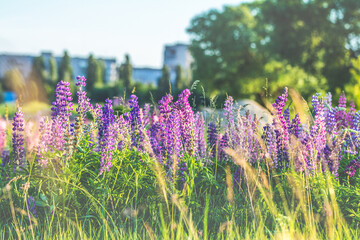 Obraz premium Purple lupine flowers growing in a city park during summer