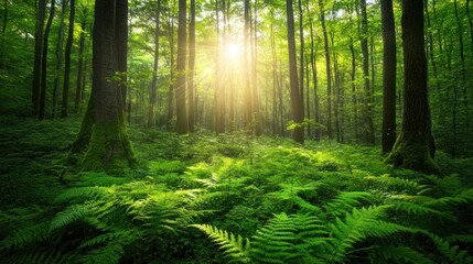 Naklejka premium Sunlit Forest Floor Lush Green Ferns and Trees