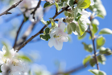 Apple tree branch blooming with white flowers in spring against blue sky