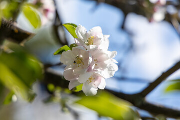 Obraz premium Apple tree blossoming in spring with white flowers and green leaves