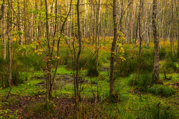 Obraz premium Birch forest in the Tricity Landscape Park, Gdansk, Poland